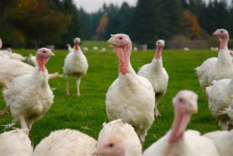 Frozen Turkeys for Sale
